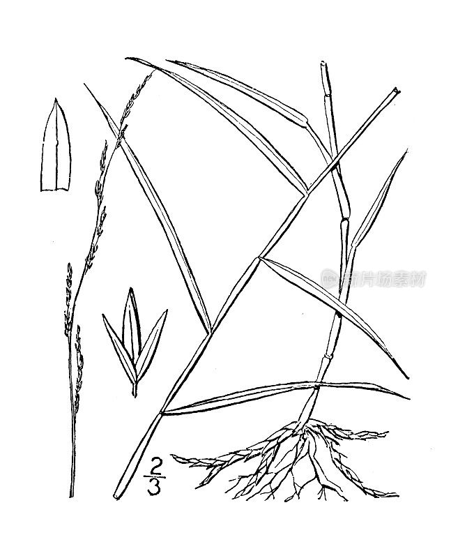 古植物学植物插图:Muhlenbergia sobolifera, Rock Muhlenbergia